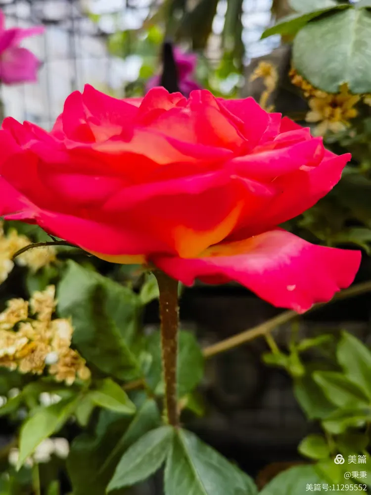 2025小区里随拍枚瑰花绽放🌹🌹欢迎👏👏大家欣赏✌✌“原创”(7)